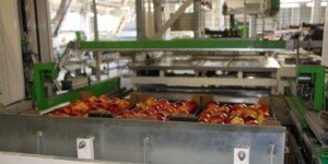 Eksport jabłek w maju 2024