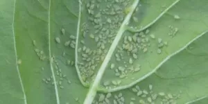 Mszyce na ziemniakach. Szkodliwość i&nbsp;zwalczanie