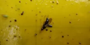 Połyśnica marchwianka – zwalczanie w&nbsp;uprawie