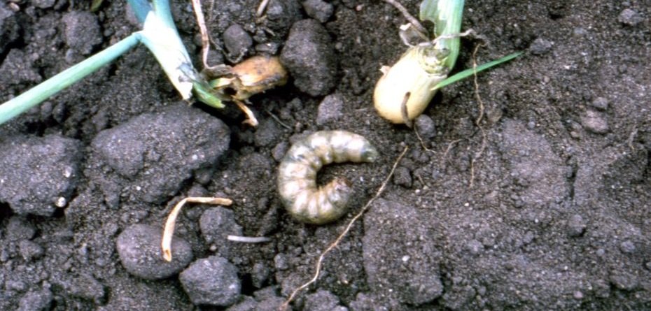 Rolnice na plantacji warzyw – jak je zwalczyć?