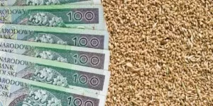 Ruszyła wypłata dopłat do zboża! Sprawdź czy masz już pieniądze na koncie