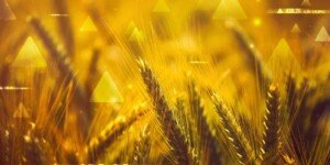 Najnowsze ceny zboża konsumpcyjnego i&nbsp;paszowego