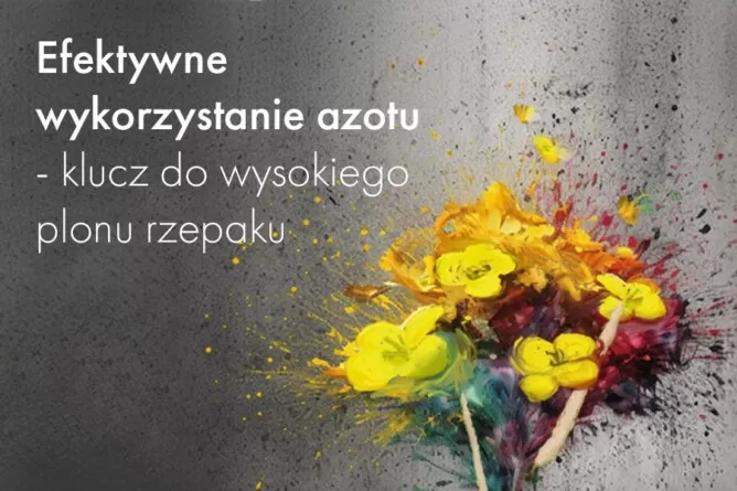 efektywne wykorzystanie azotu