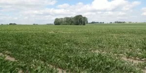 ochrona buraka przed chwościkiem