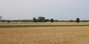 Dzierżawa państwowych gruntów przez rolników zamiast sprzedaży