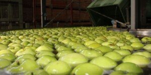 Eksport polskich jabłek w czerwcu 2024