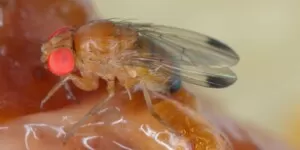ochrona owoców przed muszką plamoskrzydłą-drosophila suzukii oprysk-drosophila syzykii zwalczanie