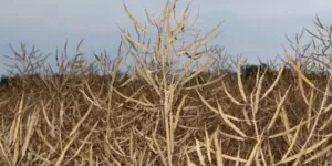 Bieżące ceny rzepaku pod koniec sierpnia 2024 r.