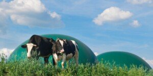 Biogazownie wiejskie potrzebne? Bo u&nbsp;sąsiada zamykają…