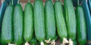 Brakuje ogórków. Wszystko przez TikToka