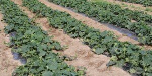 Ceny warzyw w sierpniu 2024