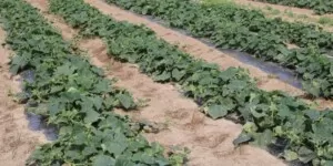 Ceny warzyw w&nbsp;sierpniu 2024