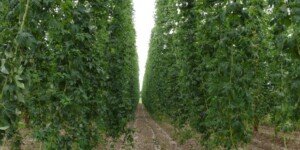 Polscy plantatorzy chmielu na przegranej pozycji?
