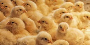 Proponowane normy szacunkowe z&nbsp;działów specjalnych produkcji drobiarskiej 2025