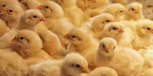 Proponowane normy szacunkowe z&nbsp;działów specjalnych produkcji drobiarskiej 2025