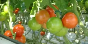 Import pomidorów i ogórków z Rosji uderza w krajową produkcję