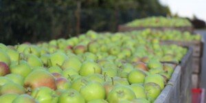 Cena jabłek przemysłowych 2024 w połowie listopada