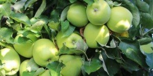 Czy europejskie jabłka będą towarem deficytowym?