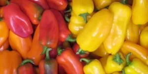 Polska papryka, cukinia i&nbsp;bakłażany – trwa pełnia sezonu na warzywa z&nbsp;południa Mazowsza