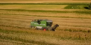 Dlaczego ceny rzepaku we wrześniu spadną?