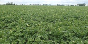 Ziemniaki 2024: produkcja i ceny w Europie