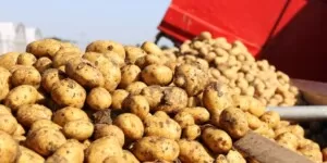 Produkcja ziemniaków w&nbsp;UE — wielkość, ceny, perspektywy