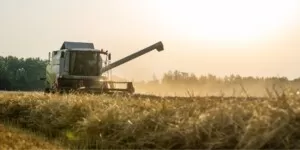 Monitoring rynku zbóż według MRiRW