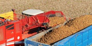 Nowy rekord Polski w plonie ziemniaków: 85,473 t/ha w technologii PROCAM