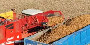 Nowy rekord Polski w&nbsp;plonie ziemniaków: 85,473 t/ha w&nbsp;technologii PROCAM