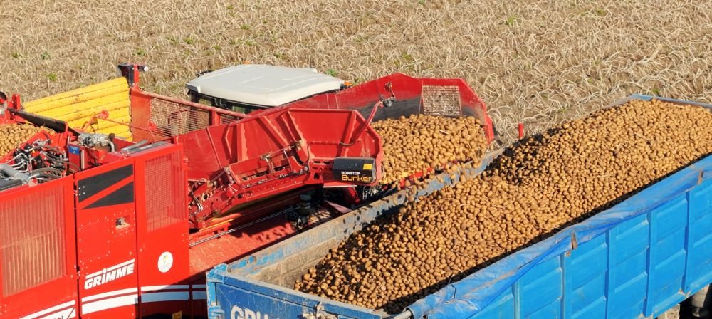 Ustanowiono Nowy Rekord Polski w Plonie Ziemniaków