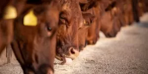 Dopłaty do likwidacji gospodarstw w&nbsp;Holandii. 165 mln euro dla rolników