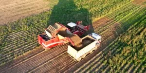 Ile kosztują ziemniaki w&nbsp;połowie września 2024? Sprawdź najnowsze ceny