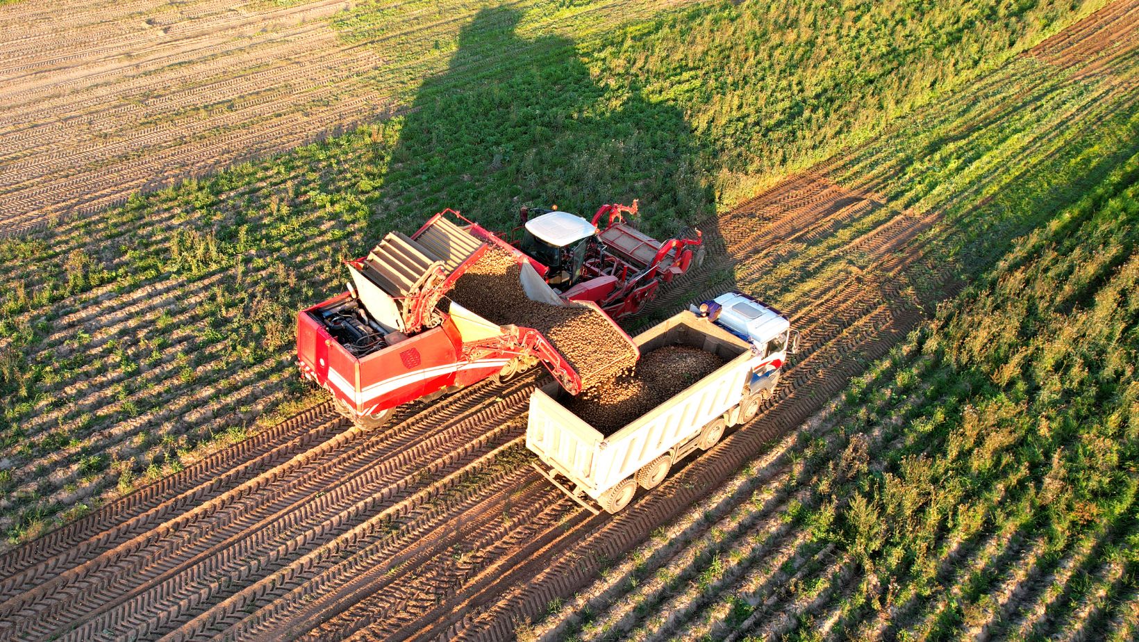 Ile kosztują ziemniaki w połowie września 2024? 