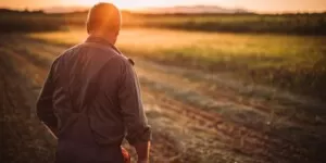 Rolnicy bez rodziny nie otrzymają pieniędzy za straty w&nbsp;uprawach?