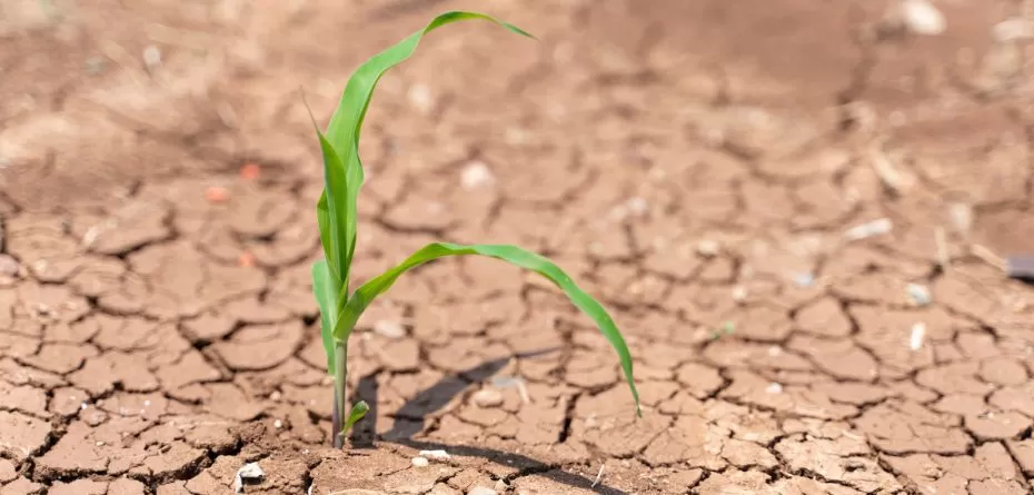Susza hydrologiczna w Polsce się zwiększa