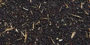 Ceny rzepaku na Matifie i&nbsp;w&nbsp;Polsce