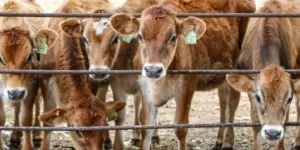 Nowe, wyższe ceny bydła. Sprawdź aktualne stawki