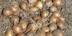 Rynek cebuli w&nbsp;Europie. Kto zarobi w&nbsp;tym sezonie?