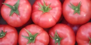 Ile aktualnie kosztuje kilogram pomidorów?