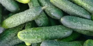 Ceny ogórków w tym sezonie są rekordowe!