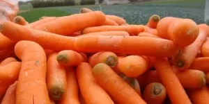 Czy warzywa będą drogie w tym sezonie?
