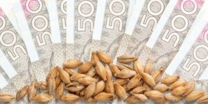 Ile kosztuje zboże paszowe?