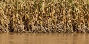 Dramat producentów kukurydzy na ziarno