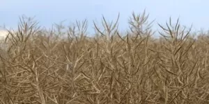 Jakie prognozy cen rzepaku 2024?