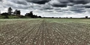Młody rzepak jesienią 2024 będzie miał kłopoty