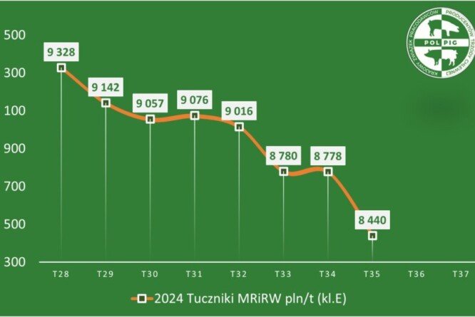 Ceny żywca wieprzowego prognozy