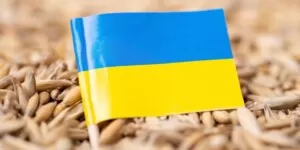 Ukraińskie zboże znowu zalewa Polskę?