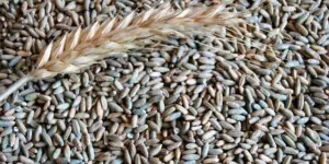 Dopłaty do nasion 2024 zostaną wstrzymane?