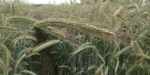 Żyto 2024 — Lista Odmian Zalecanych dla województw