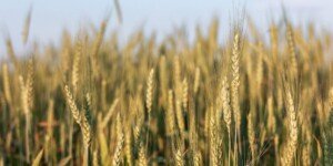 TOP-owe 10 odmian żyta 2024